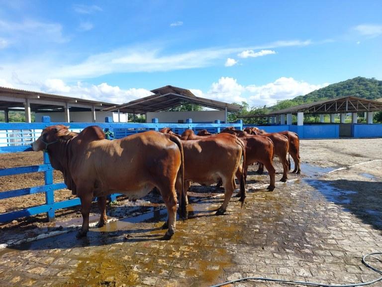 Criadores reconhecem valor da genética bovina da Empaer para melhorar seus rebanhos