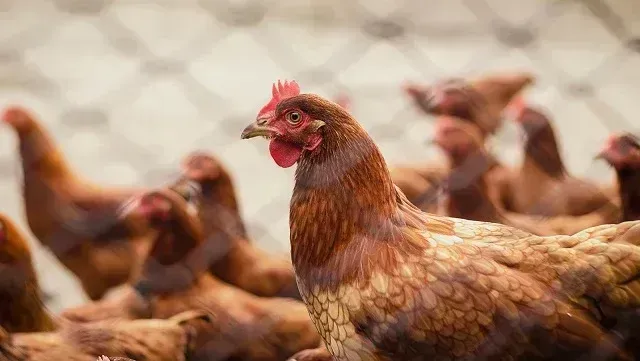 Coreia do Sul, Canadá e África do Sul suspendem compra de frango do Brasil