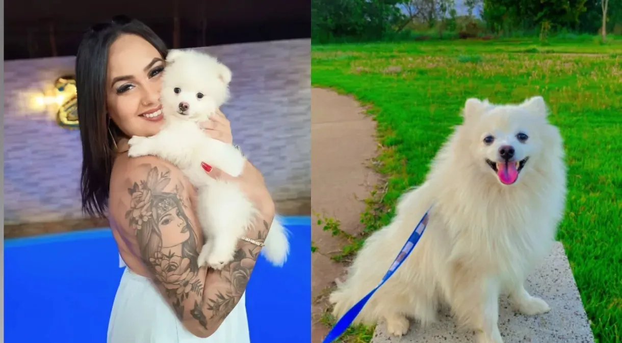 Homem mata cachorro da ex a facadas após fim do relacionamento