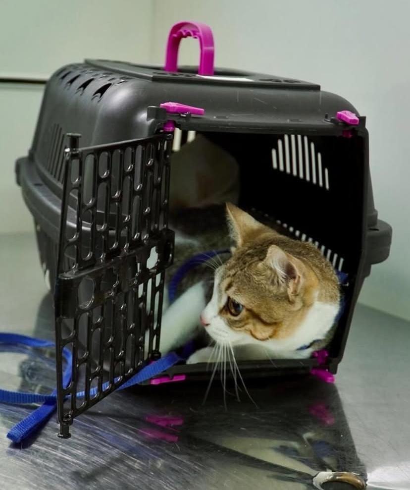 Guarabira inicia atendimentos com Castramóvel e garante mais saúde para pets e comunidade